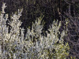 Sträucher im Frühling